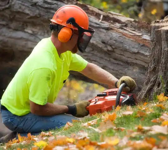 tree services Union City